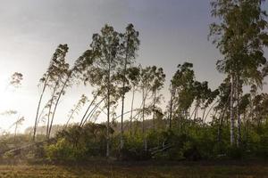 broken birch tree after a storm photo