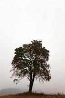 un árbol solitario foto