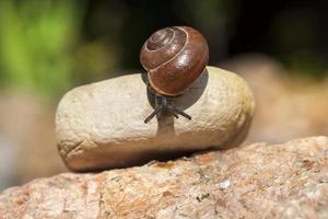 grape snail crawling on its territory photo