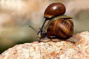 grape snail crawling on its territory photo