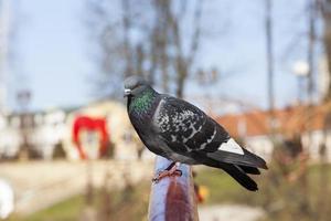 hungry pigeons living in the city in autumn and winter photo