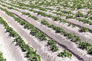 Potatoes in the field photo