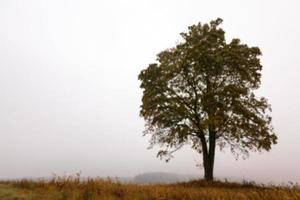 tree in the field, autumn photo