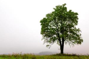 árbol en el campo, otoño foto