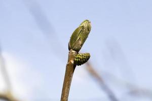 green grape leaves photo