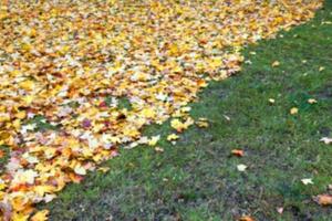 otoño en el parque foto