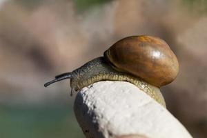 grape snail crawling on its territory photo