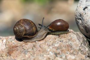 grape snail crawling on its territory photo