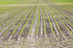 agricultural field with beetroot photo