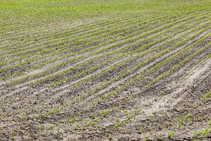 field with beetroot photo