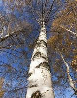 yellowing leaves of birch photo