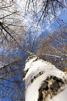 birch trees in autumn photo