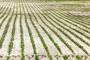 agricultural field with beetroot photo