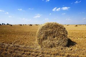 Stack of straw photo