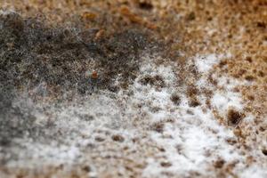 different types of mold and mildew growing on the surface photo