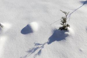 grass in large drifts after snowfalls and blizzards, the winter photo