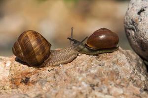 sunny weather in summer or spring, and grape snail photo