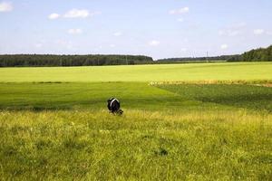 a cow grazing on the field photo