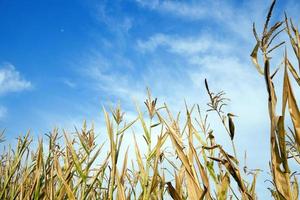 Green immature corn photo