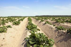 Agriculture, potato field photo