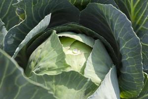 green cabbage with drops photo