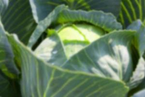 green cabbage with drops photo