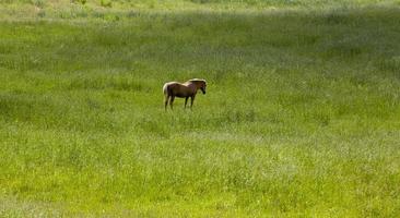 a black large horse photo