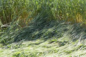 destruction of green cereals photo