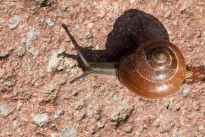 common wild snail crawling on rocks and illuminated by sunlight photo