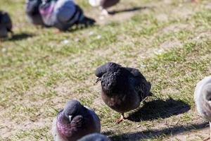 hungry pigeons living in the city in autumn and winter photo