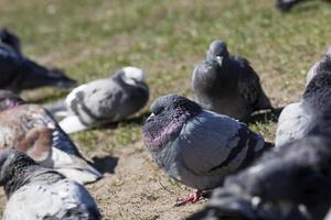 hungry pigeons living in the city in autumn and winter photo