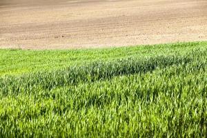 green fresh corn in the field for agricultural food photo