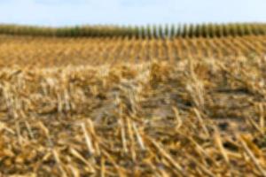 harvesting corn , defocus photo