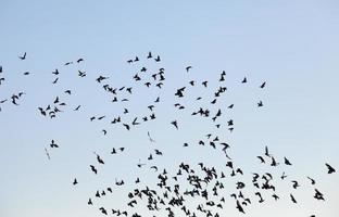 birds flying in the sky photo