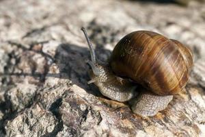 wild snail crawling on rocks and illuminated by sunlight photo