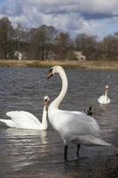 white swans living on the lake near the city photo
