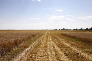 harvest of cereals photo