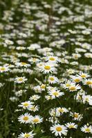 white daisy flowers. photo