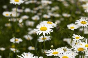 white daisy flowers. photo