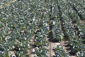 Field with cabbage photo