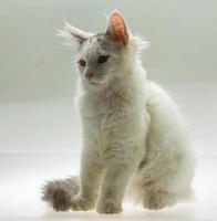 Young cat on white background photo