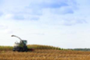 harvested mature corn photo