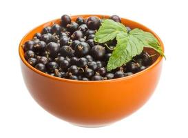 Black currant in a bowl on white background photo