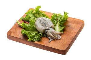 Raw cuttlefish on wooden plate and white background photo
