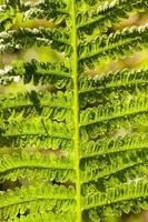 green fern leaves illuminated by bright sunlight photo