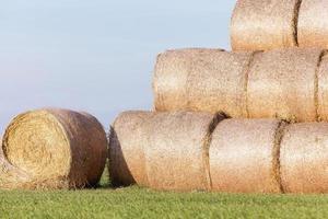 stack of straw in the field photo