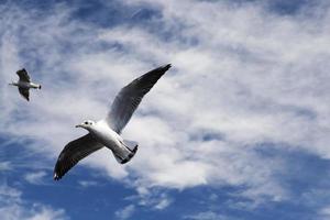 sea gulls in search of food on the Baltic Sea photo