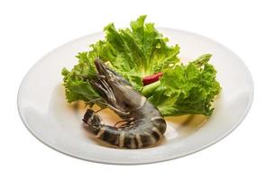 Tiger prawn on the plate and white background photo