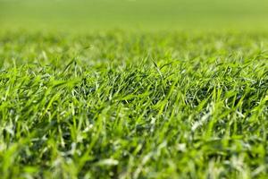 young grass plants, close-up photo