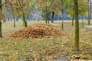 autumn in the park photo